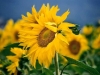 sonnenblume